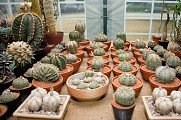 Výstava kaktusů v Plzni 11. 6. 2018