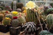 Výstava kaktusů v Plzni 11. 6. 2018