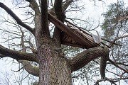 Neobydlený pokojík na rozložitém stromě