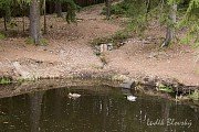 Studánka Na Pohodnici napájí přilehlý rybníček