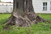 Památný strom - Zámecký velikán