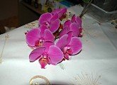 Rozkvět první orchideje 25. 1. 2013