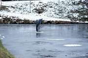 Opatský rybník - soška delfína nad hladinou