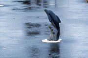 Opatský rybník - soška delfína nad hladinou