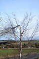 Zalomený strom u Chloumka 15. 3. 2014