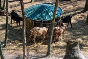 Farmapark U Toma, Ledce