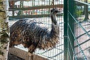 Farmapark U Toma, Ledce