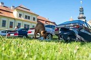 Prohlídky vozů, občerstvení