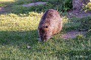 Přírodní minizoo v Tojicích a májka na hřišti